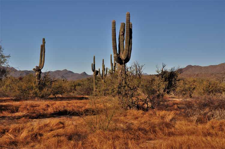 desert scene